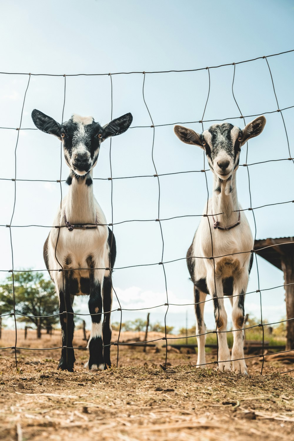 Photographie sélective de mise au point de deux chevreaux de chèvres blanches à côté de la clôture
