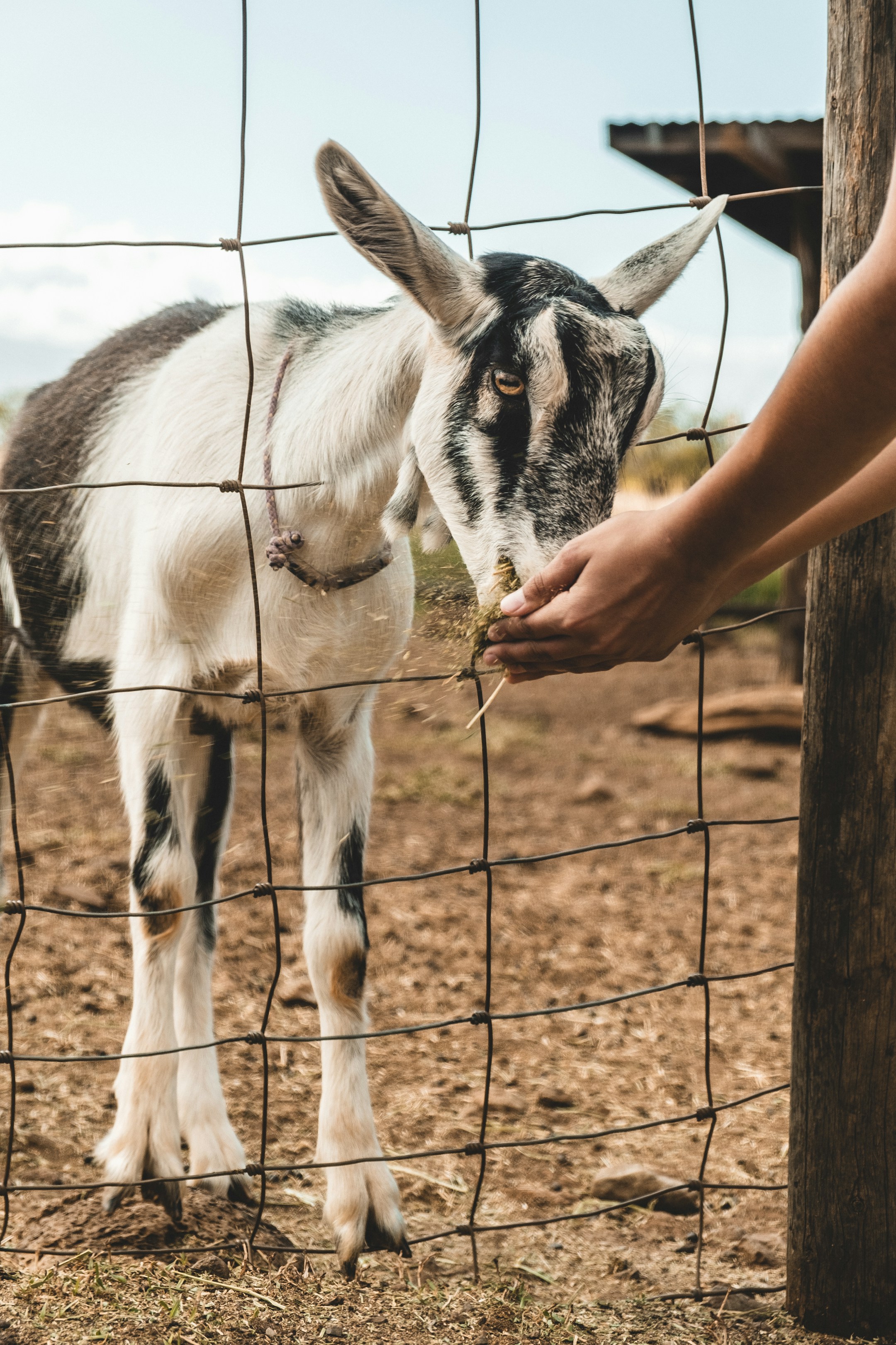 Goat Farming Loan: बकरी पालन के लिए लोन कहां से लें?