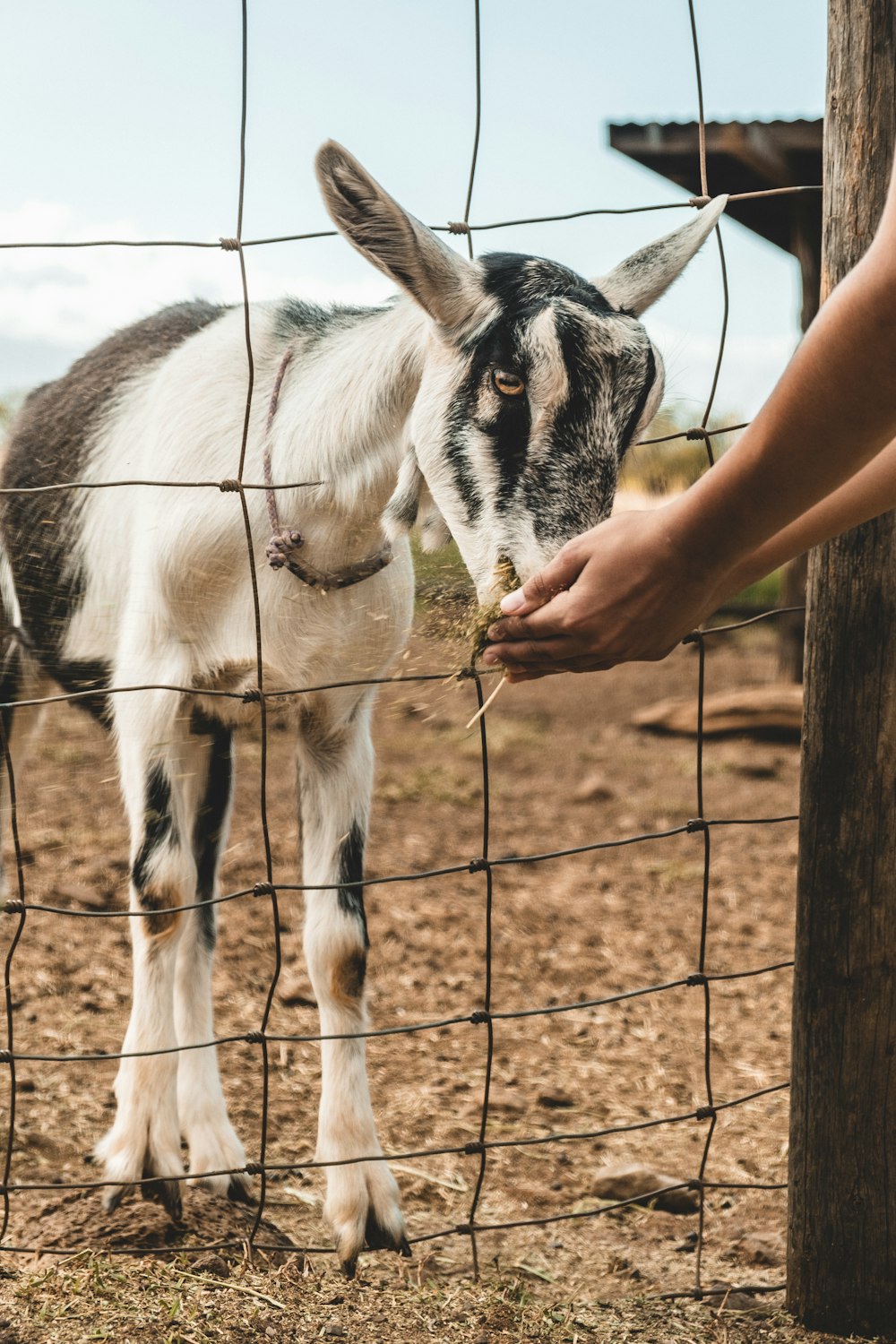 person feeding goat kid