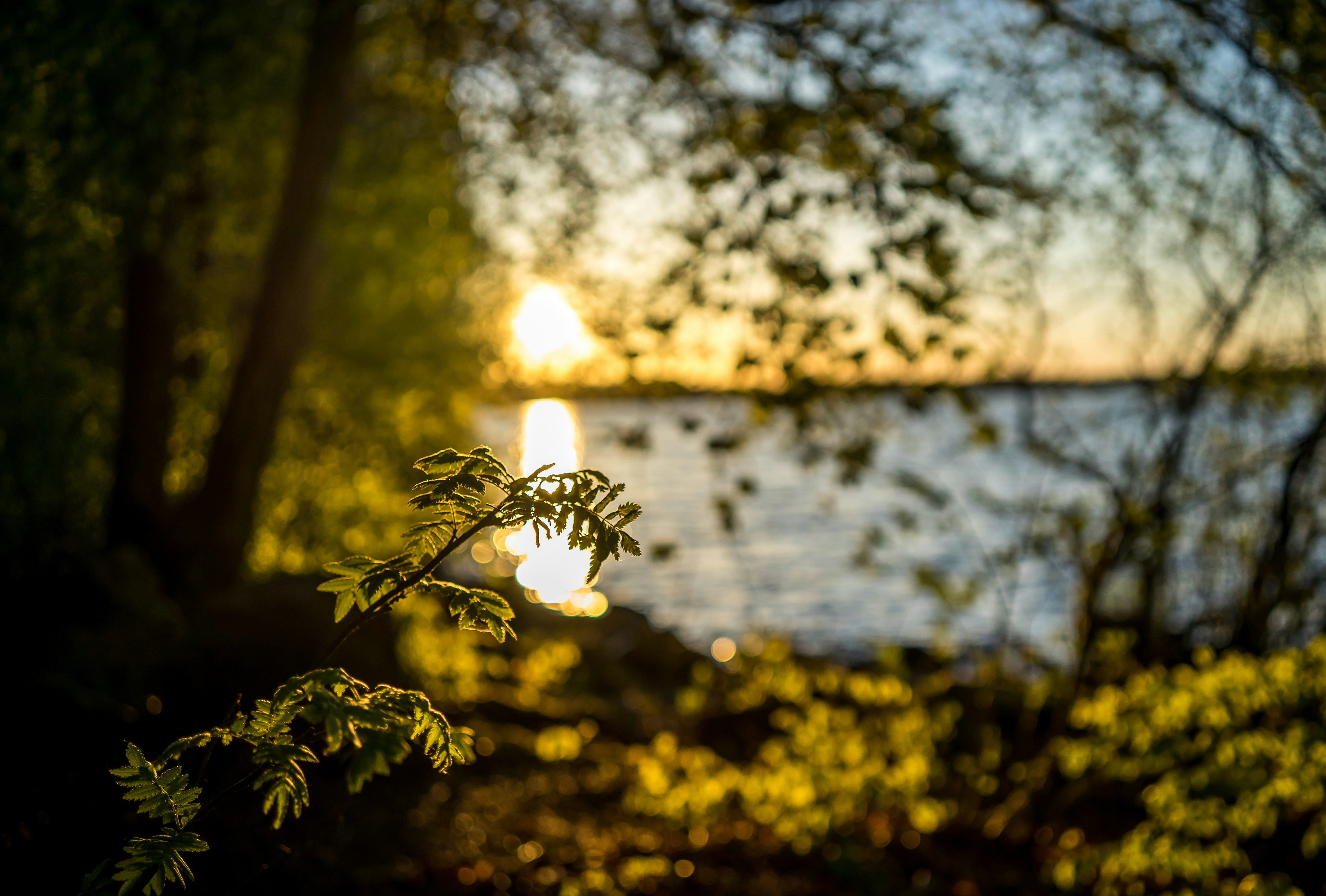 Photo by denhod