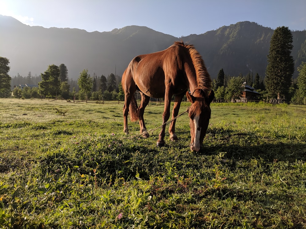 草を食べる馬