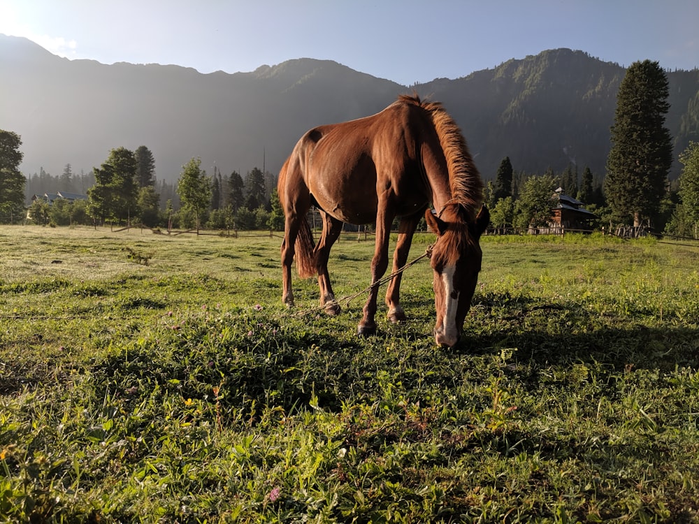 horse eating grass