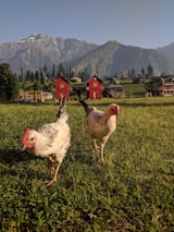 Two chickens with white and black feathers roam a grassy field. In the background, vibrant red barn-like structures and wooden fences are set against a backdrop of towering, lush mountains under a clear sky.