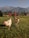 Two chickens with white and black feathers roam a grassy field. In the background, vibrant red barn-like structures and wooden fences are set against a backdrop of towering, lush mountains under a clear sky.