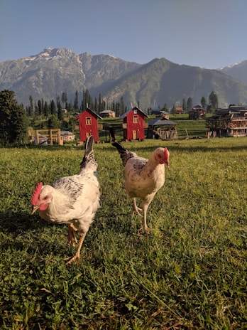 Two chickens with white and black feathers roam a grassy field. In the background, vibrant red barn-like structures and wooden fences are set against a backdrop of towering, lush mountains under a clear sky.