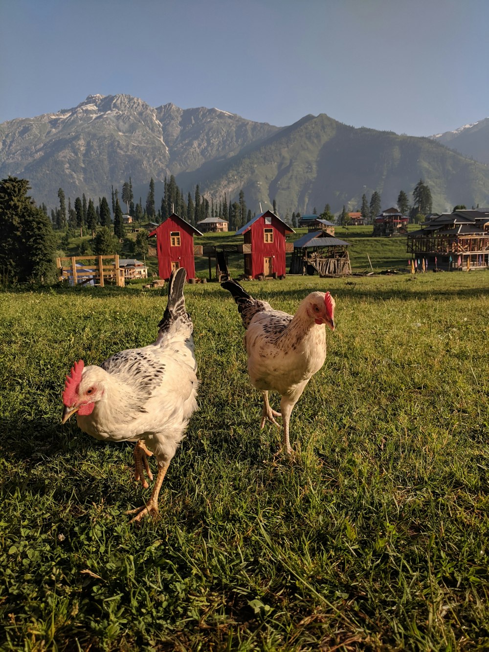 Spaziergänge mit Hühnern