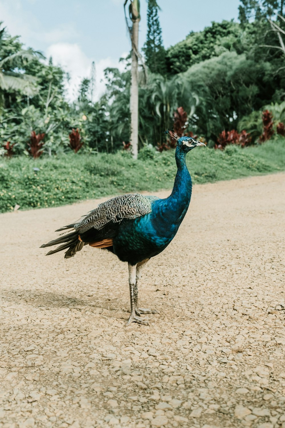 blue guinea fowl