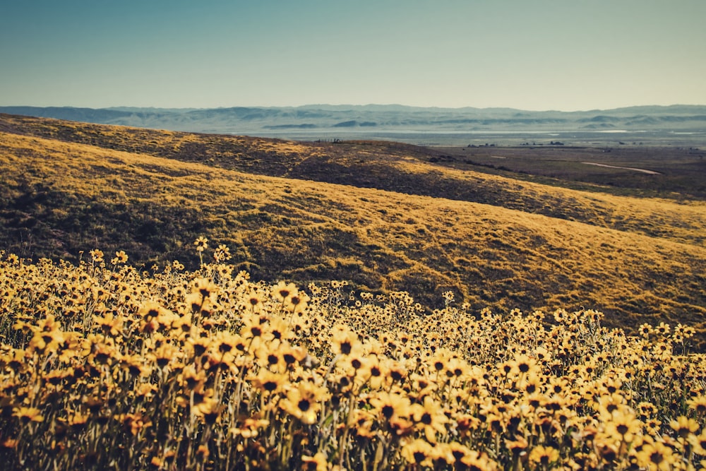 aerial photography of yellow sunflower field during daytime