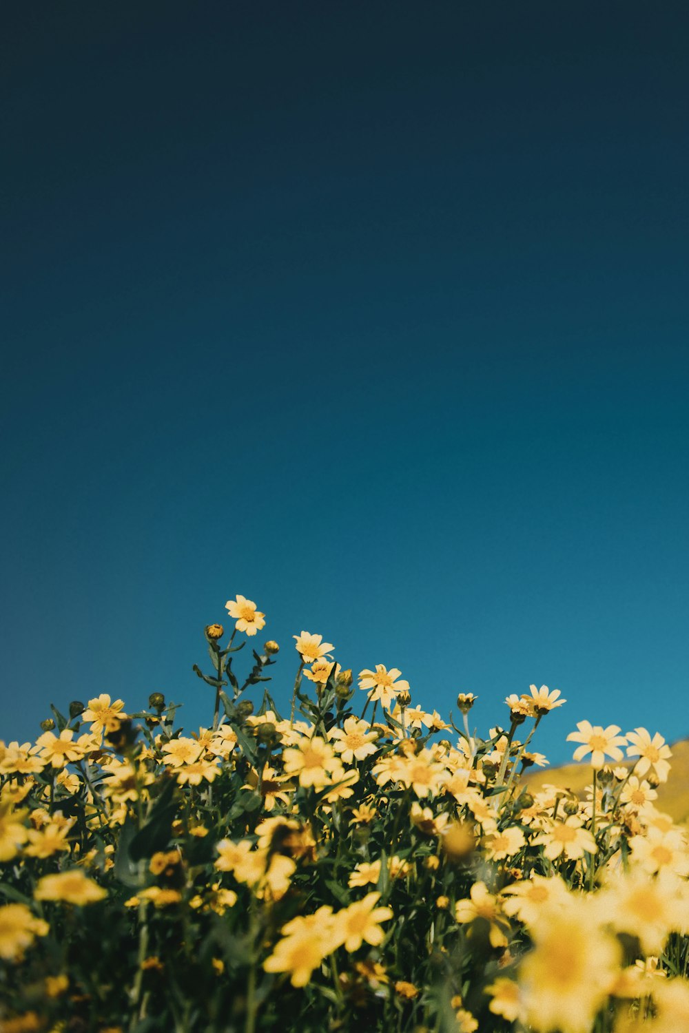 a field full of yellow flowers under a blue sky