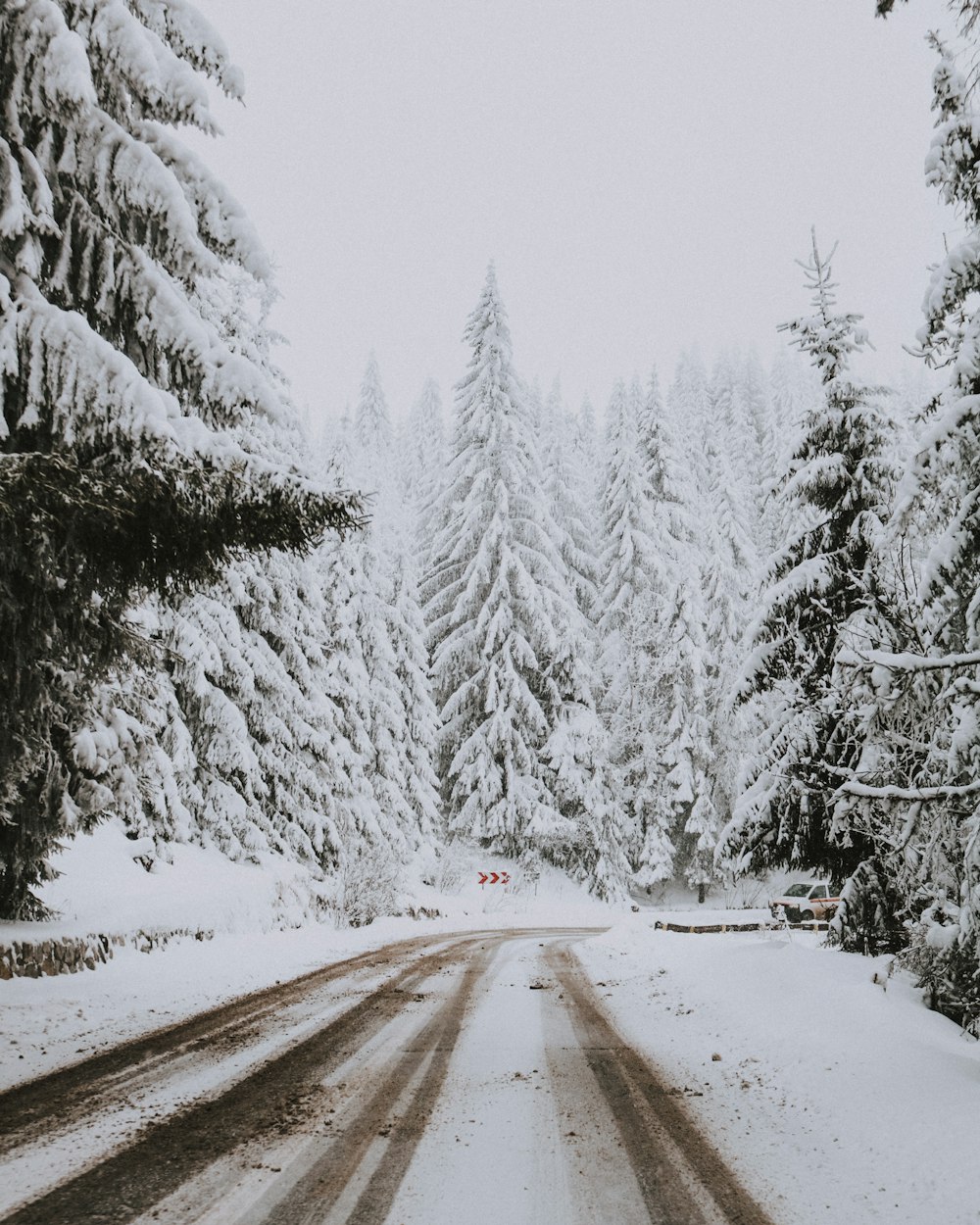 road and pine trees during winter