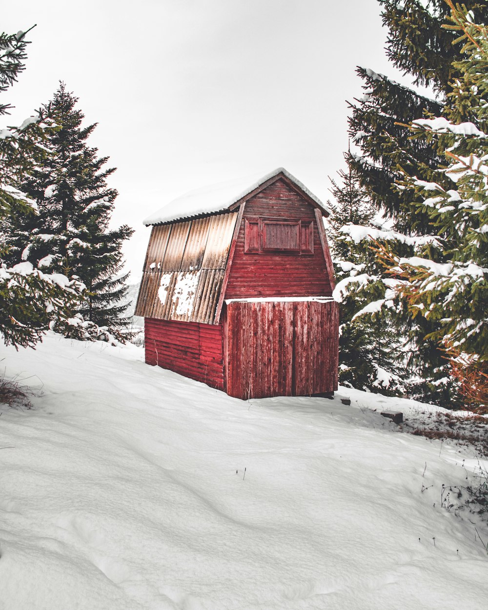 snow covered pine trees beside brown house