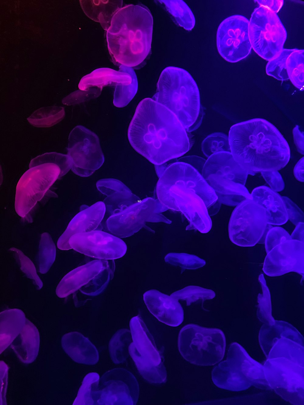 a bunch of purple jellyfish floating in the water