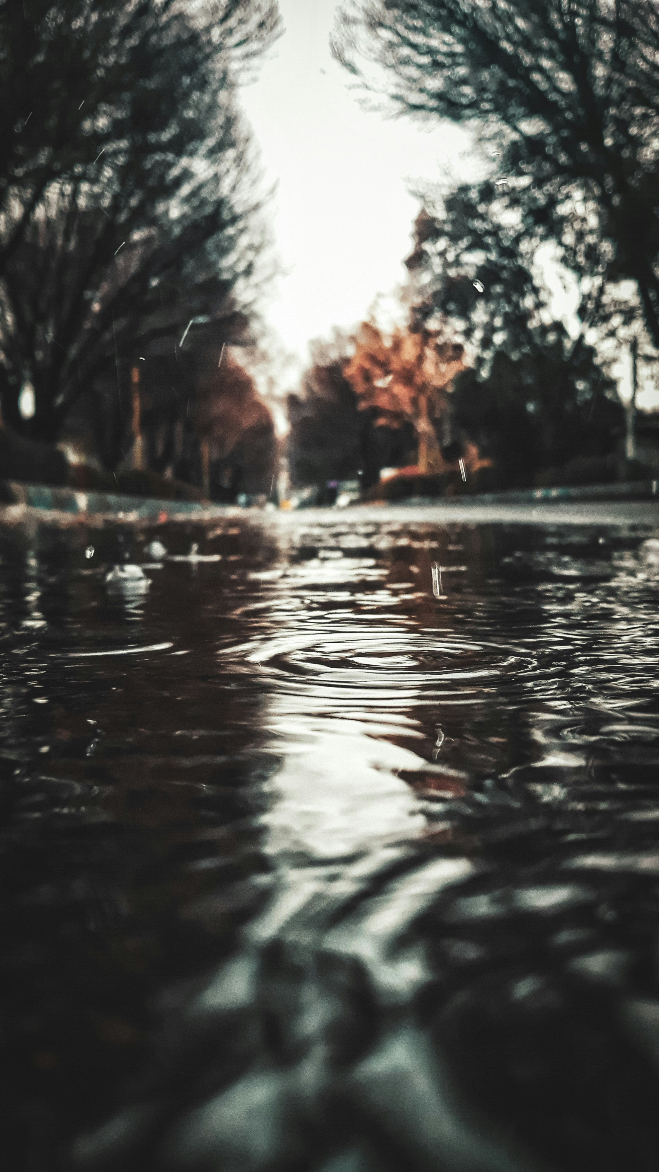 macro photography of body of water surrounded with green trees