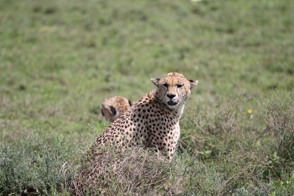 cheetah on green field