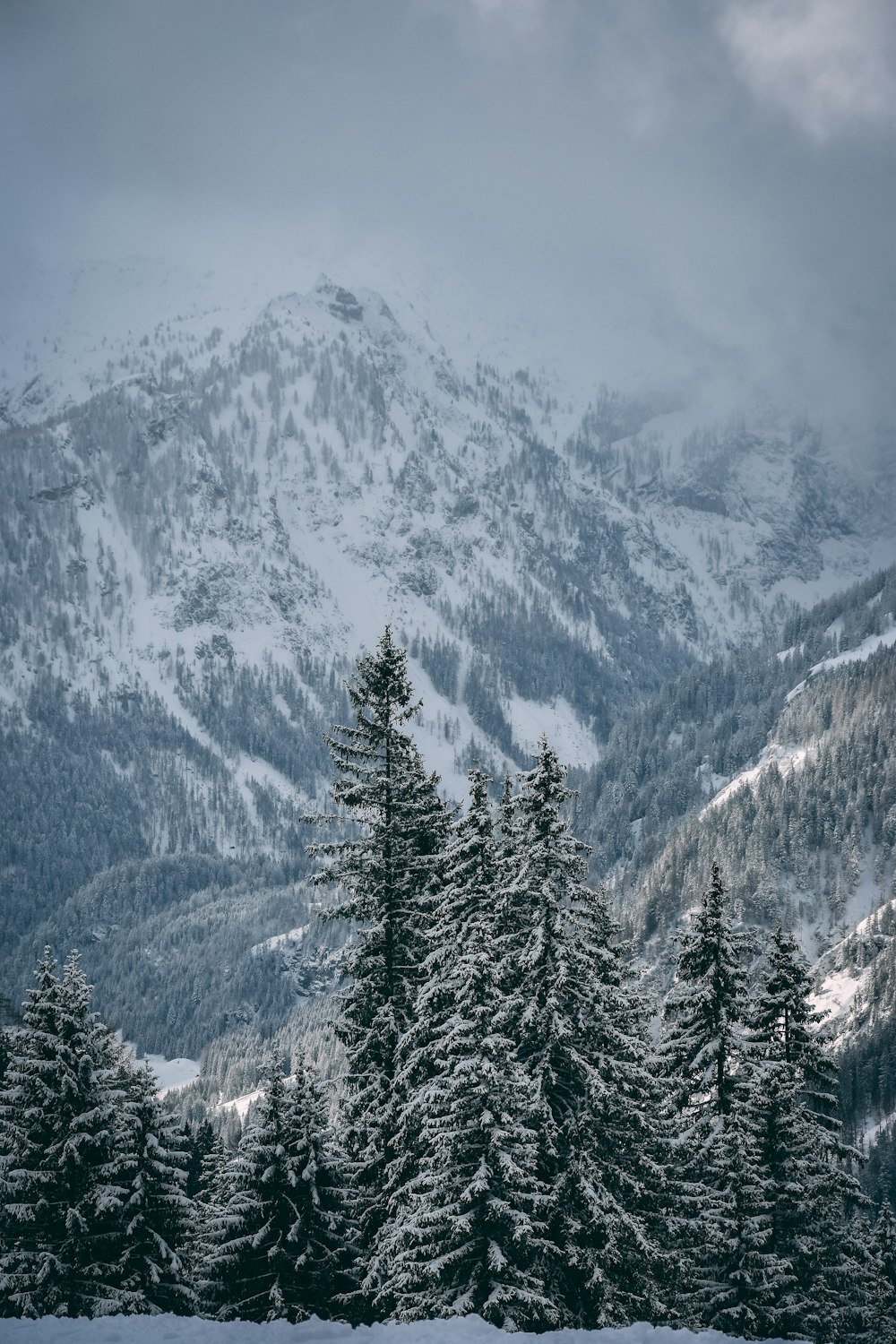 árboles y montañas cubiertas de nieve bajo el cielo blanco y azul