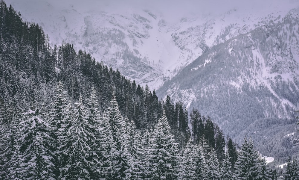 trees and mountain covered with snow during daytime