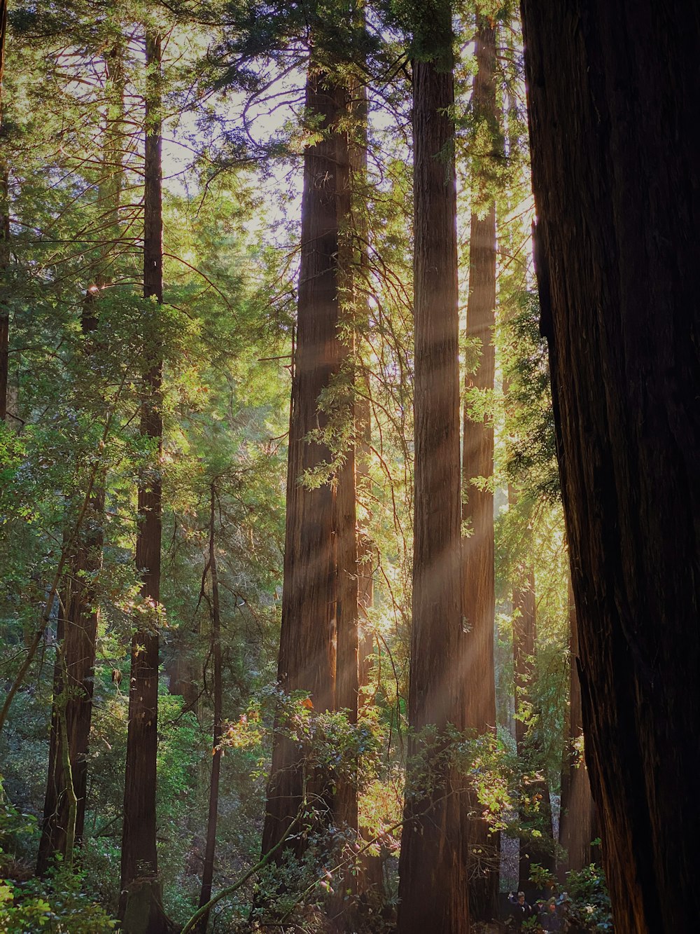 árvores da floresta de folhas verdes com raios de sol