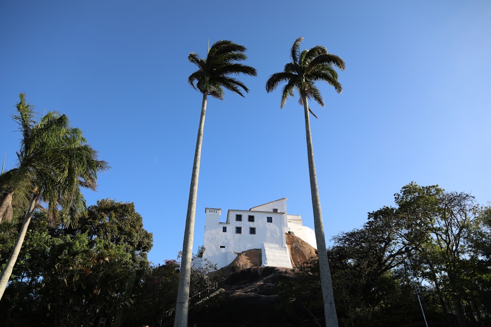 two tall green coconut trees near white concrete house during daytime