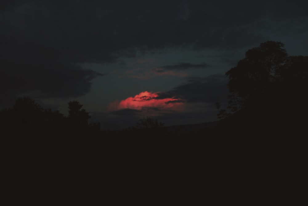 trees and sky during night