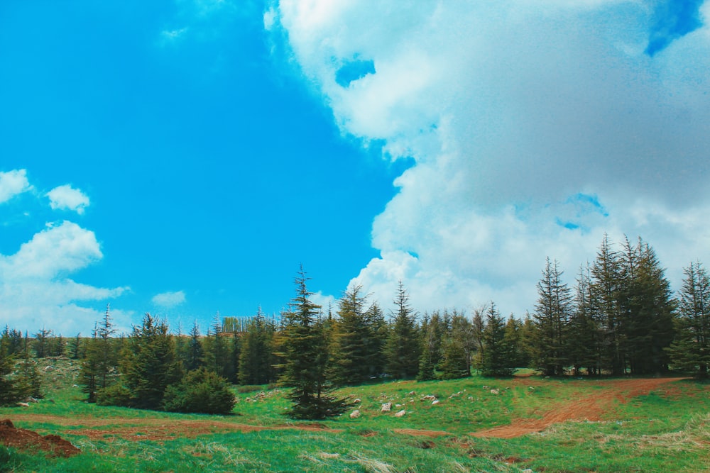 green forest trees during daytime