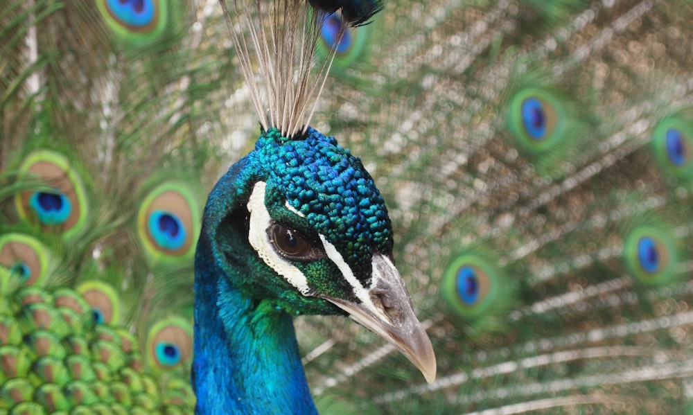 青と緑の孔雀の接写