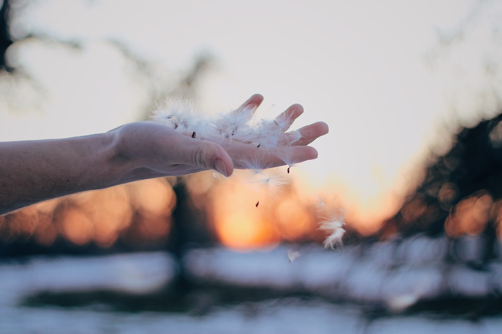 dandelions in hand