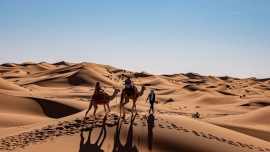 two persons riding camels beside walking person at the desert during day in Erfoud Morocco