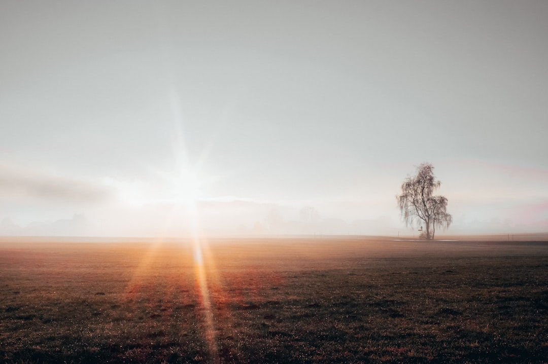 tree on grass field during day