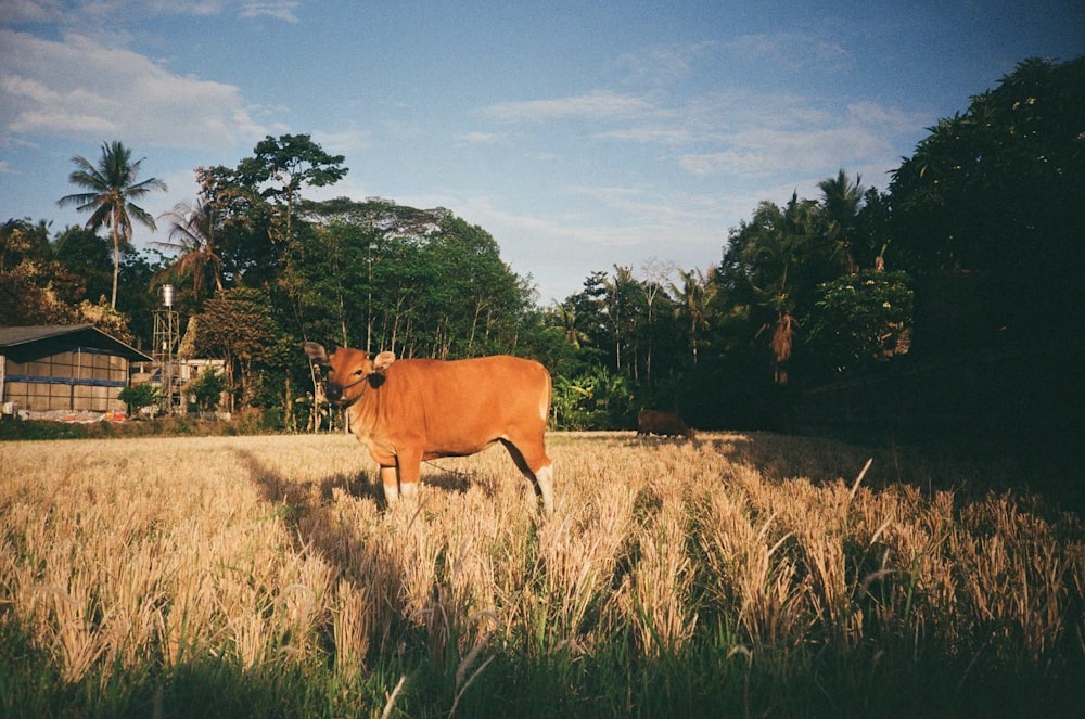 昼間は緑の芝生の上に茶色と白の牛