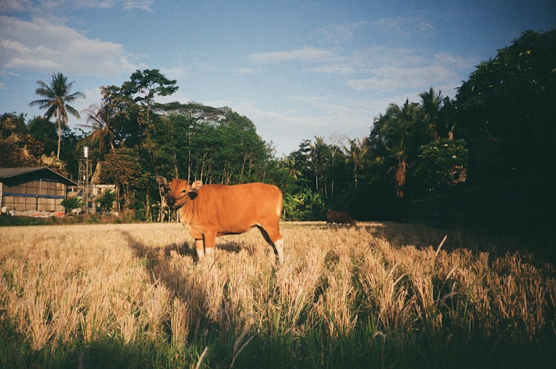 Hewan qurban