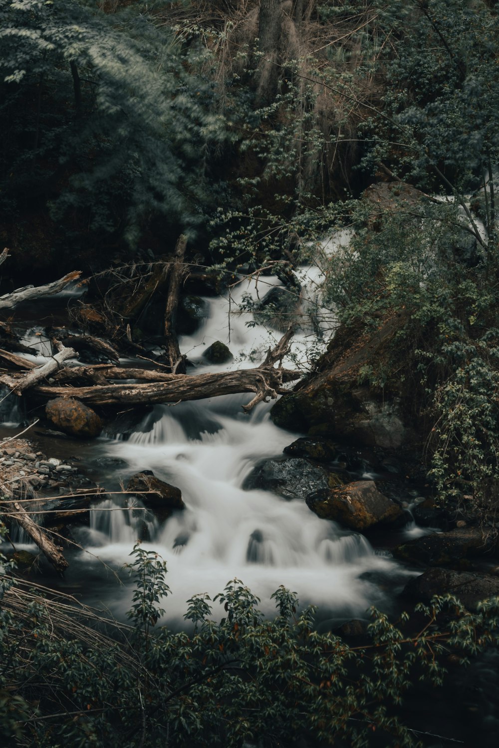 a stream running through a forest filled with lots of trees