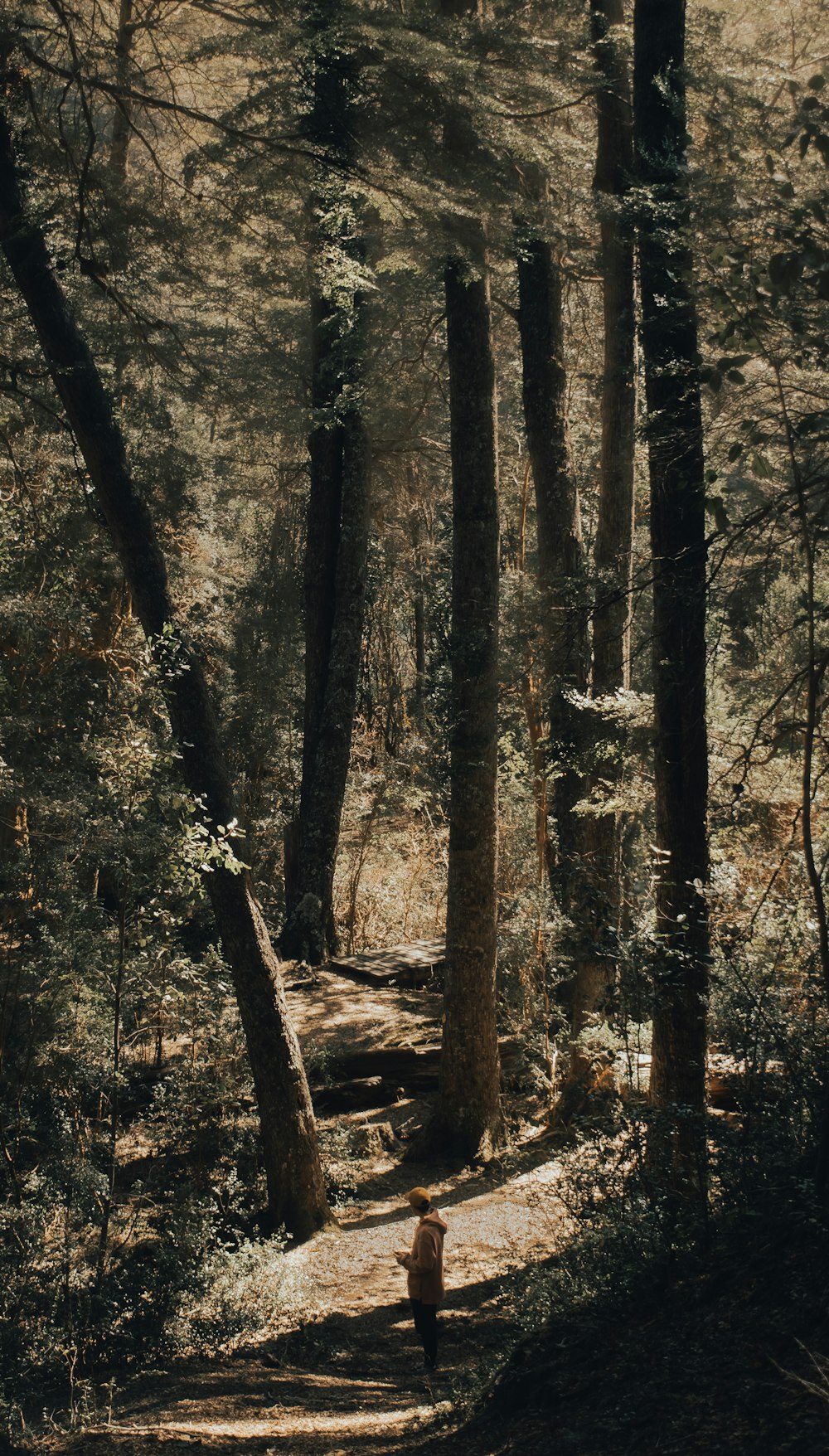 green trees during daytime