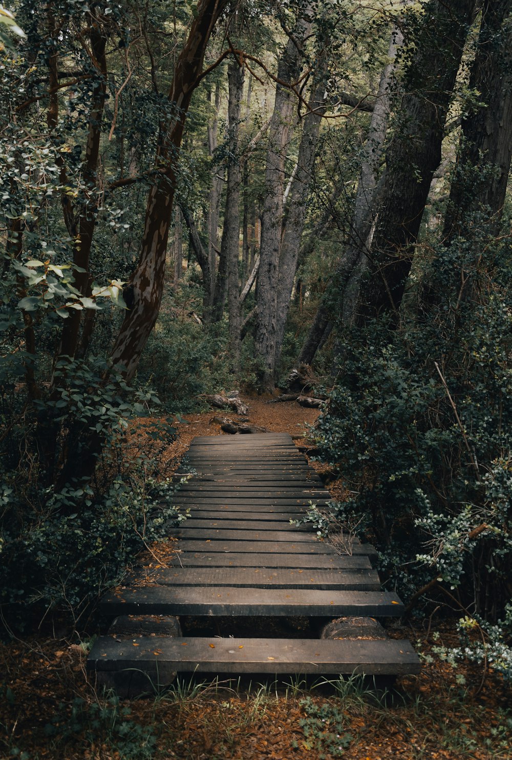 brown wooden dock between trees during daytime