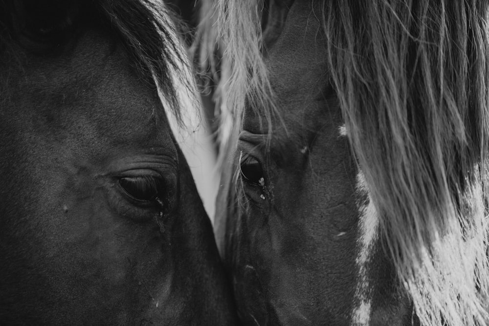 grayscale photography of two horses