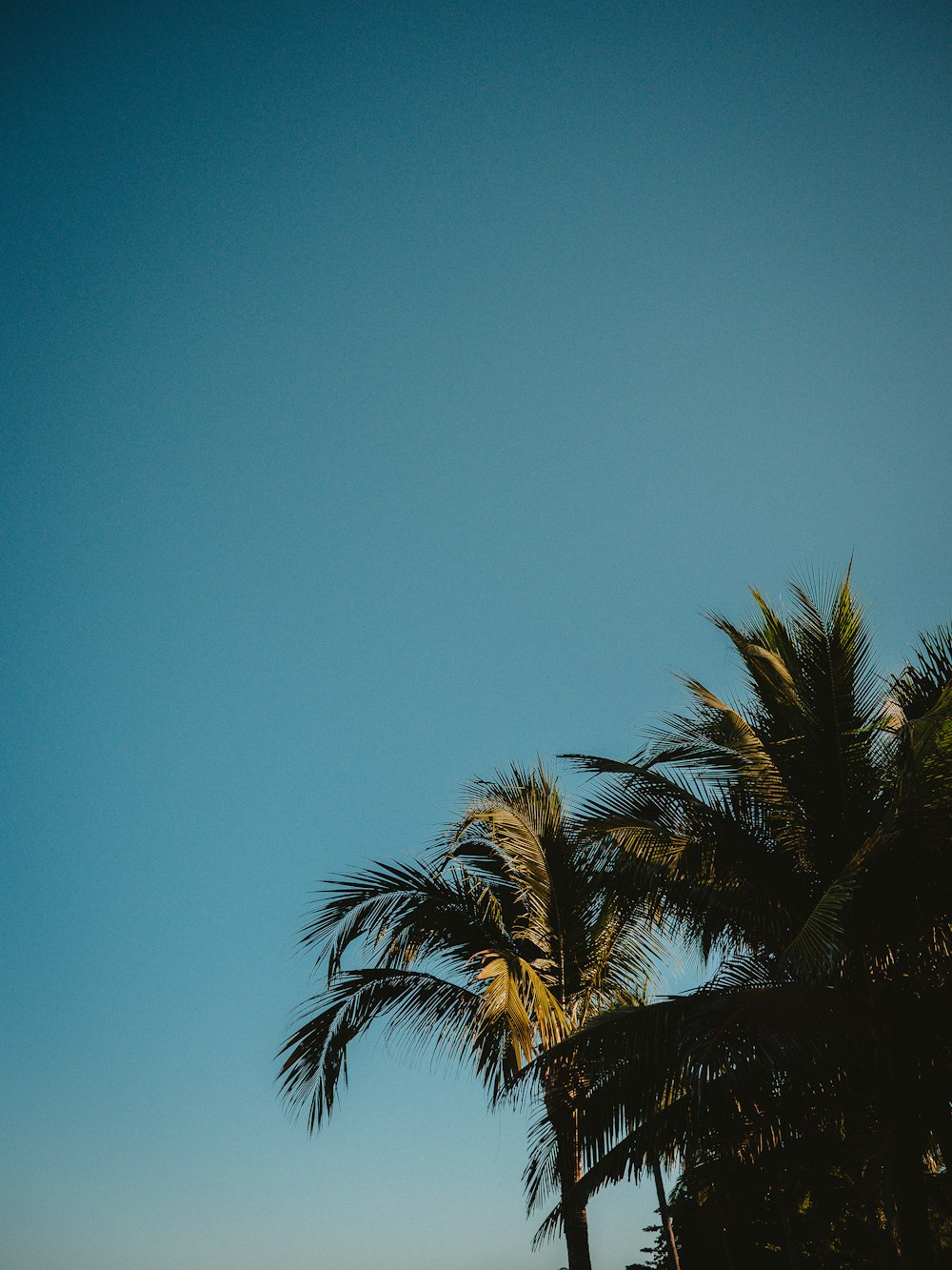 green palm trees during daytime