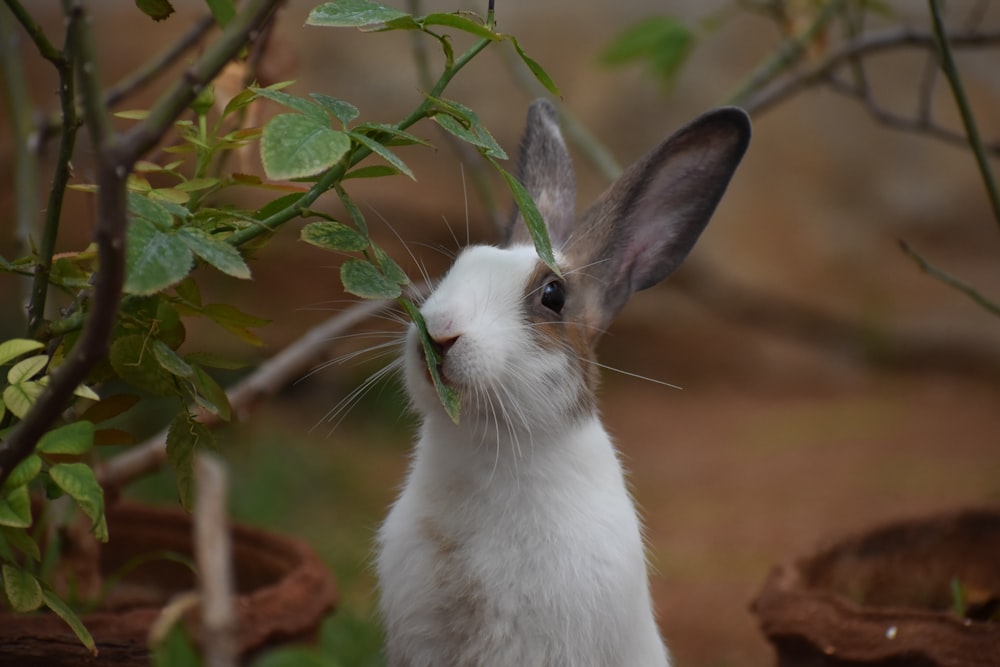 macro photography of white and gray bunny eating green plant