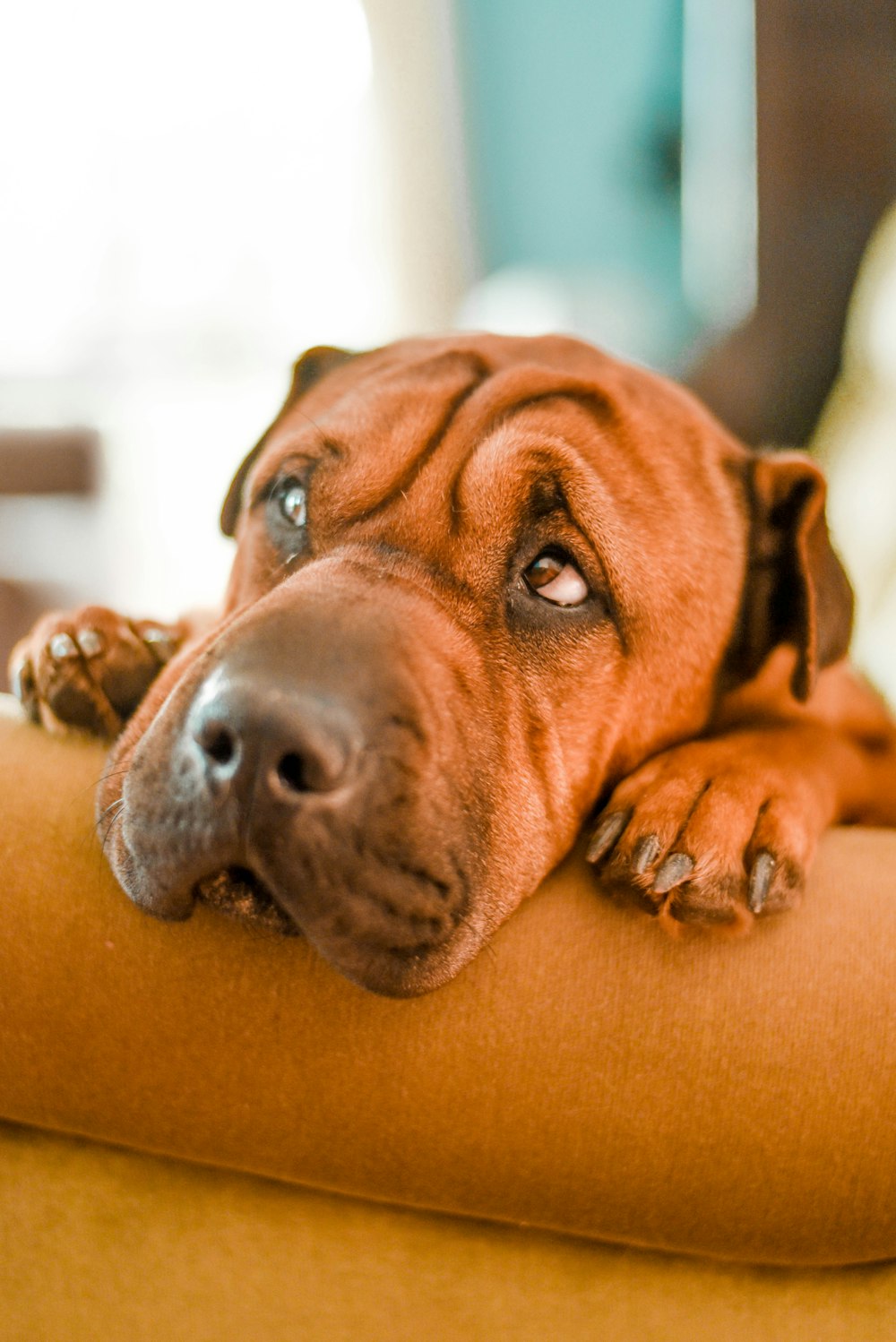 fotografia de foco seletivo do cão marrom no sofá