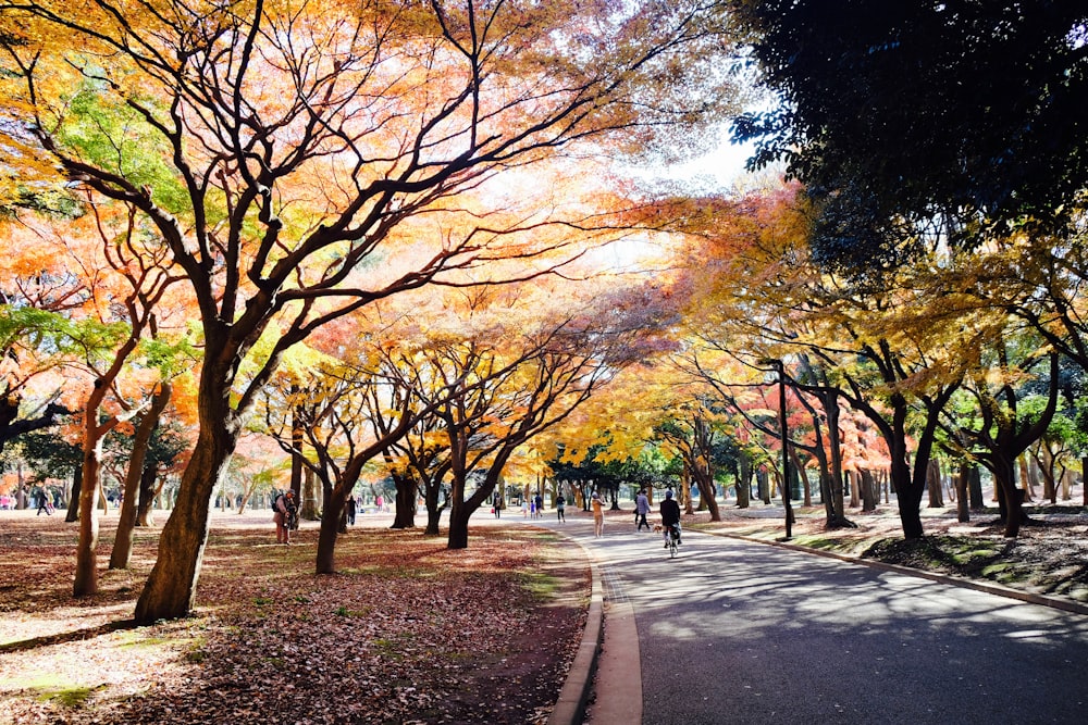 strada tra gli alberi durante il giorno