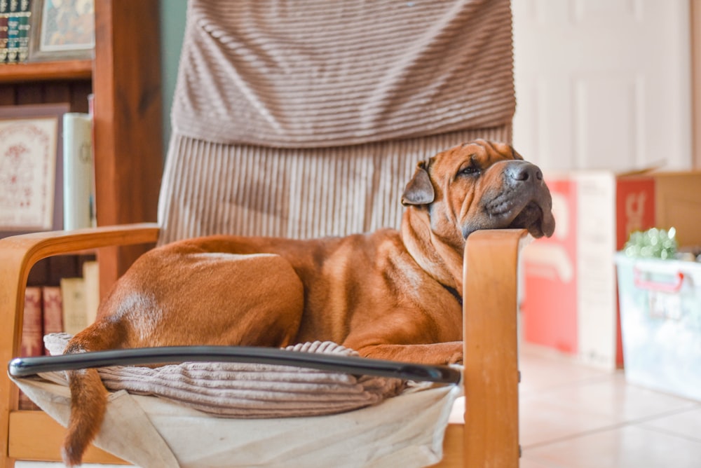 dog sitting on armchair