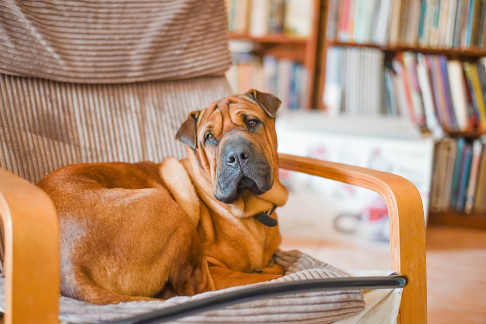 dog sitting on armchair