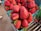 Fresh strawberries are displayed in green containers on a metal shelf. A price tag reading $4.99 is visible on one of the containers.
