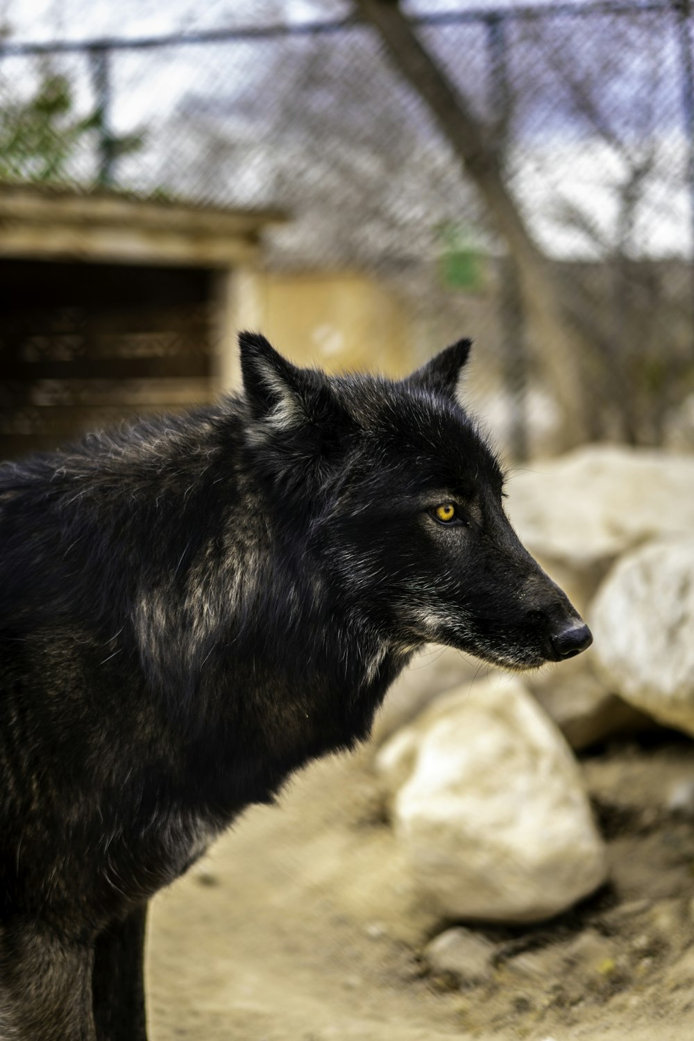 Perro negro cerca de las rocas durante el día