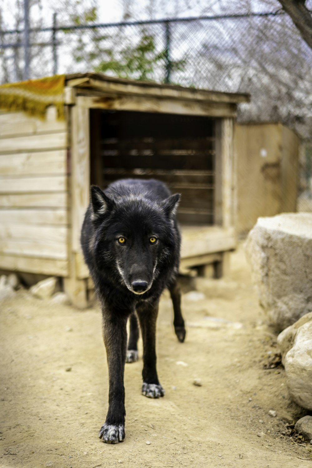 black wolf in front of brown wooden pet house