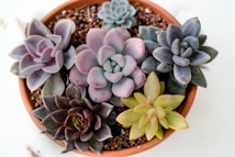 A variety of colorful succulents arranged in a terracotta pot. The succulents have different shades ranging from soft purples and pinks to greens and blues, showcasing a diverse array of leaf shapes and textures. They are planted in coarse, brown soil, indicating a well-drained environment suitable for their growth.