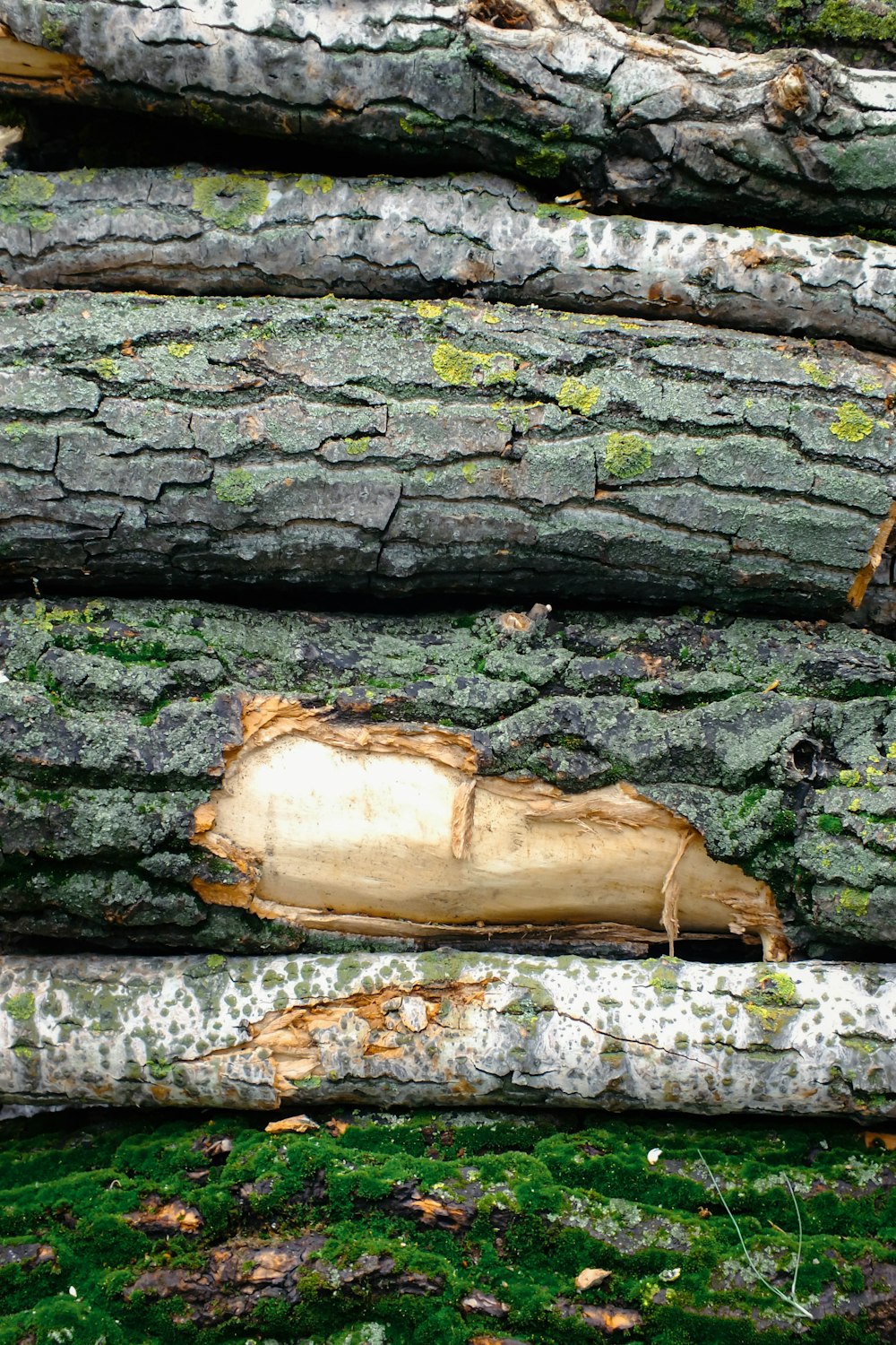 stack of logs