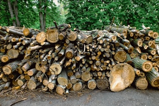 firewood stack surrounded with green trees