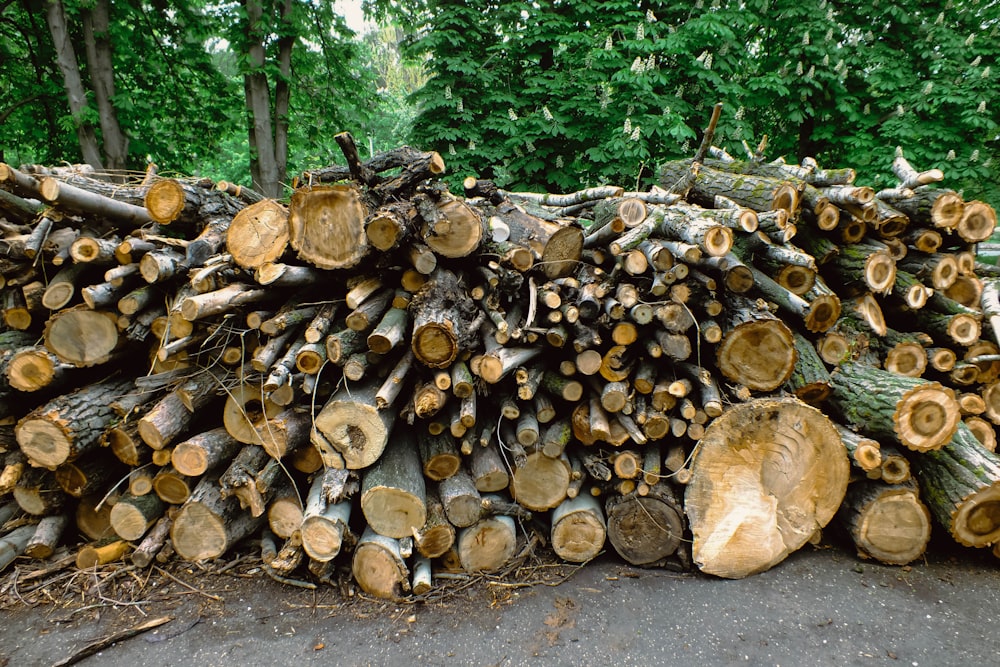 Pile de bois de chauffage entourée d’arbres verts