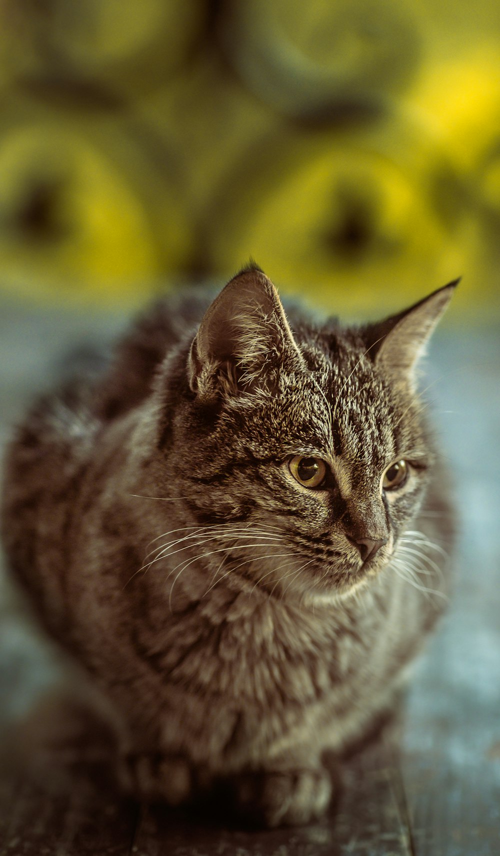 close up photography of grey cat