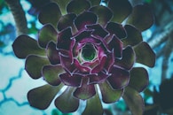 macro photography of blooming silybum flower