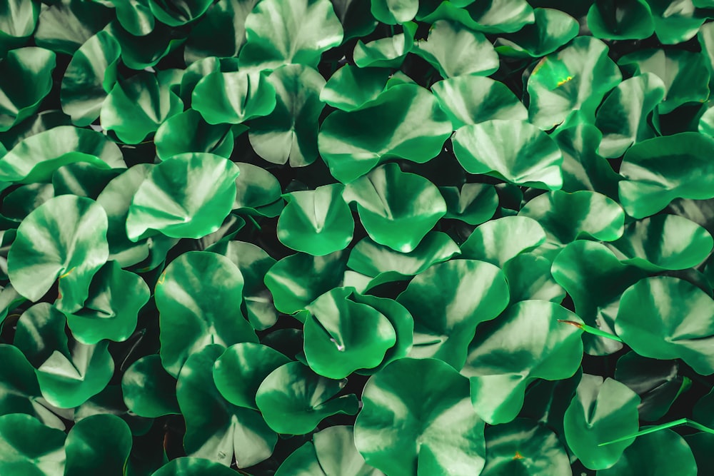 macro photography of green leaf plant